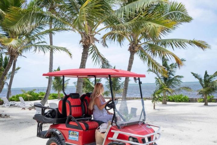 a close up of a horse drawn carriage in front of a palm tree