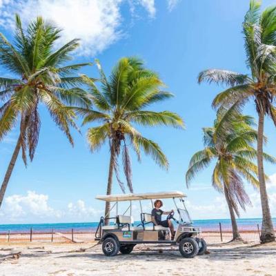a sandy beach next to a palm tree