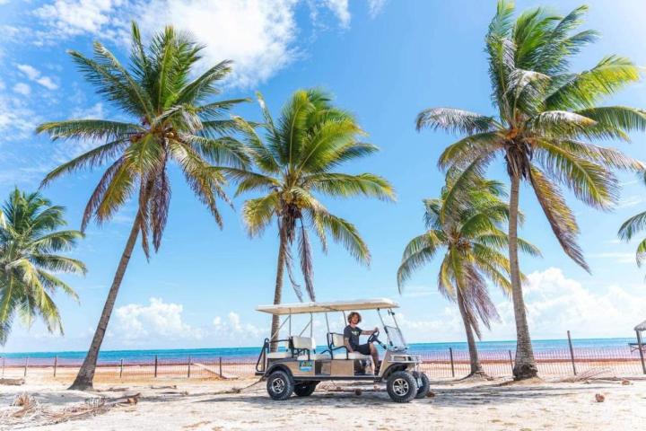 a sandy beach next to a palm tree